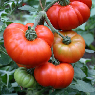2 kg økologiske Raf tomater